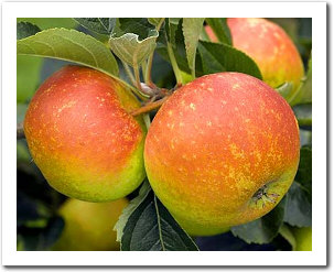 Rosemary Russet